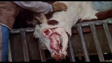 Especies Asesinas (1982) (R)