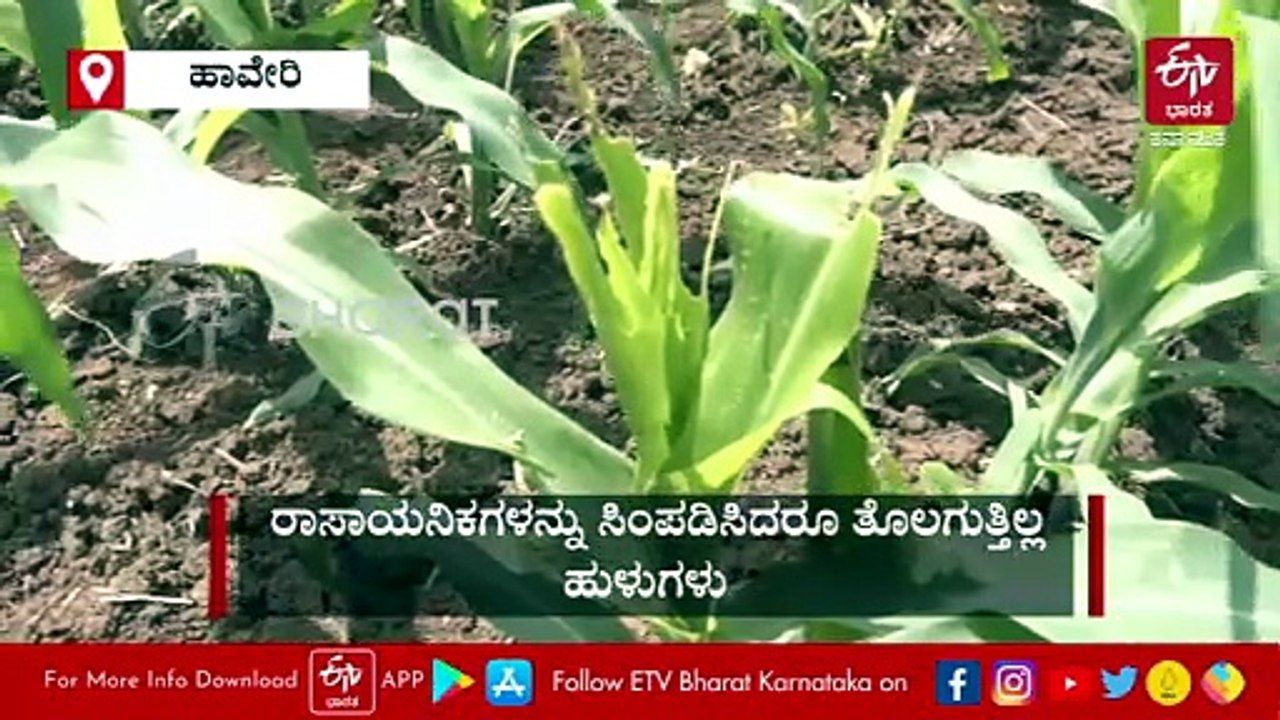ಹಾವೇರಿ: ಮೆಕ್ಕೆಜೋಳಕ್ಕೆ ಲದ್ದಿಹುಳು ಕಾಟ; ಮಳೆ, ಗೊಬ್ಬರ ಅಭಾವದ ಮಧ್ಯೆ ರೈತನಿಗೆ ಮತ್ತೊಂದು ಸಂಕಷ್ಟ