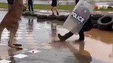 Hilarious Kangaroo Kicks Police Officer Into Muddy Puddle!