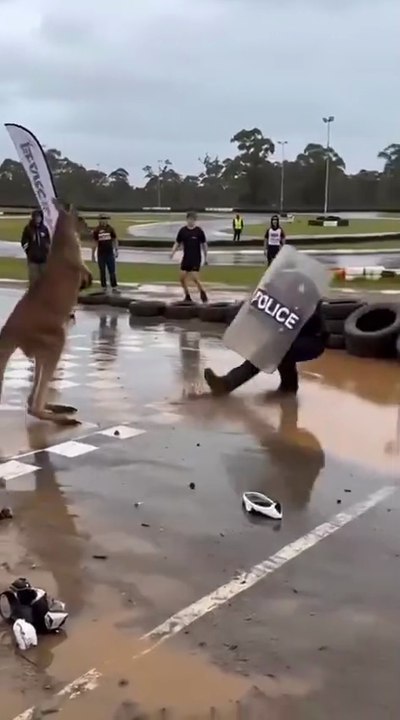 Hilarious Kangaroo Kicks Police Officer Into Muddy Puddle!