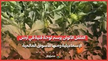 الفلفل الألوان يرسم لوحة فنية في أرض الإسماعيلية ومنها للأسواق العالمية