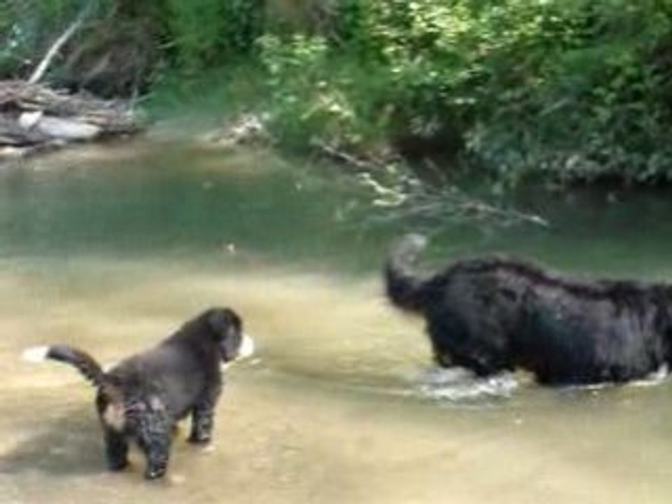 abonny djazz et ses copains