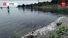 कानपुर गंगा में घुला टेनरियों-फैक्ट्रियों का जहरीला पानी, हजारों मछलियों की मौत