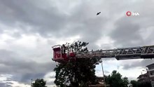 Arkadaşları itfaiyeye rahat vermedi! Ağaca takılan karga kurtarıldı, ortalık karıştı