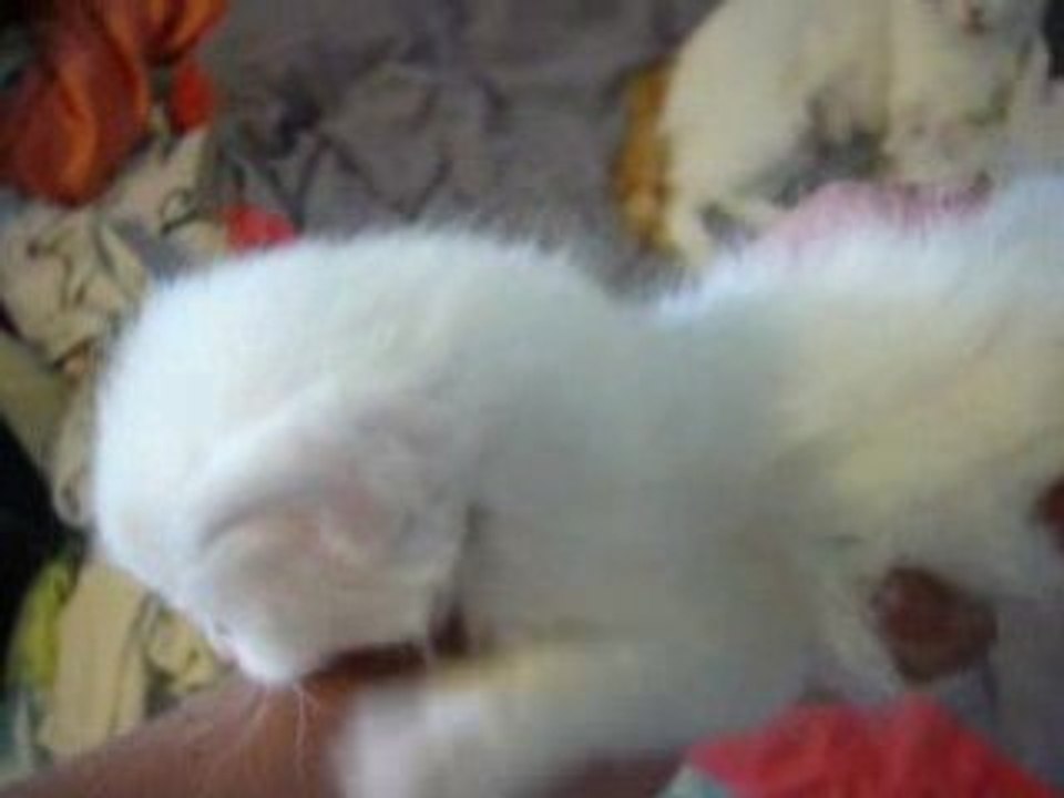 La petite curieuse