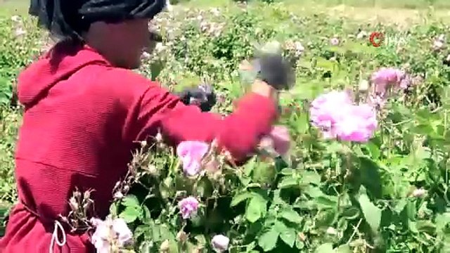Türkiye'nin pembe hazinesi: 4 tondan üretip, kilosunu 645 bin TL'ye satıyorlar