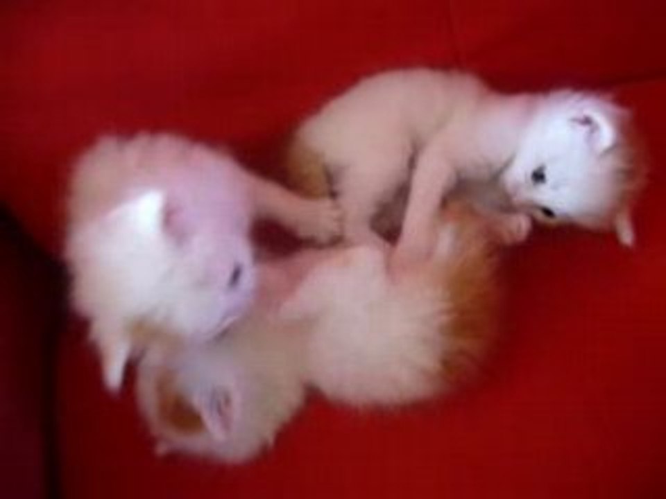 Jeu de chatons