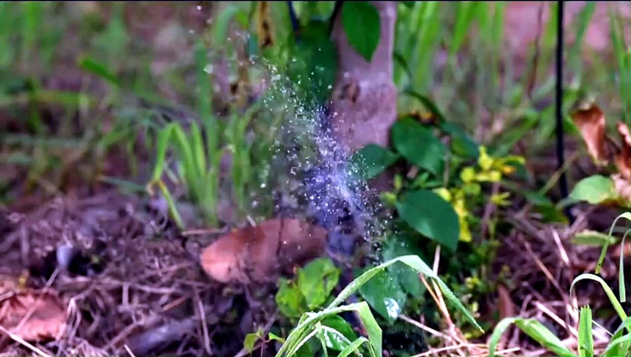 Globo Rural destaca fruticultura irrigada no cerrado e início de colheitas pelo país