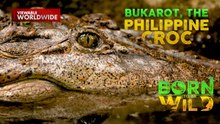 Itlog ng bukarot, makaligtas kaya? | Born To Be Wild