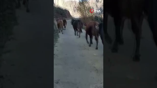 Yusufeli’nde taşan dereden geçen büyükbaş hayvanlar kamerada