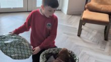 Little Boy Opens A Surprise Box And A Finds Puppy Instead Of Football Gift