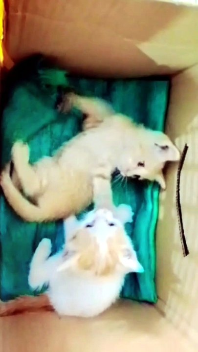🐱 Rescued a Cute Kitten & Gave It a Safe Home ❤️