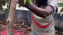 Au Cameroun, il relève le défi de cultiver du raisin