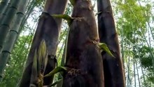 竹子 Bamboo @ 影响世界的中国植物 The Journey of Chinese Plants
