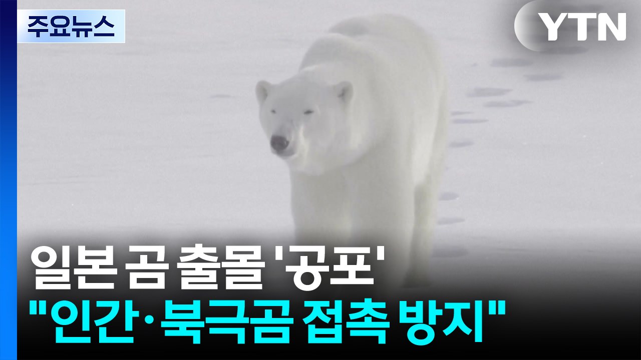일본 곰 출몰 '공포'...살 곳 잃은 북극곰도 육지로 / YTN