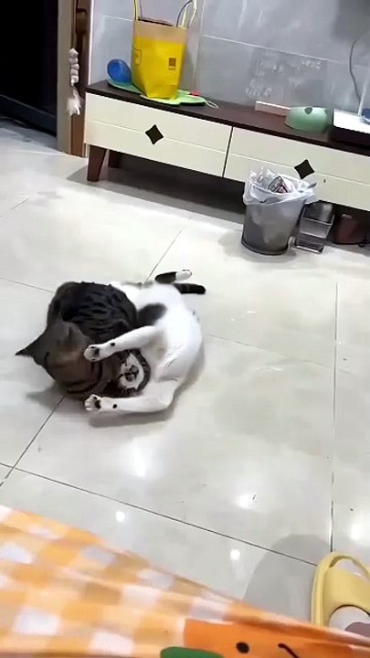 ​The Most Hilarious Cats You Will Ever See