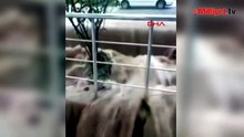Ordu'da hayat durdu! Sağanak nedeniyle dakikalar içinde sokaklar göle döndü