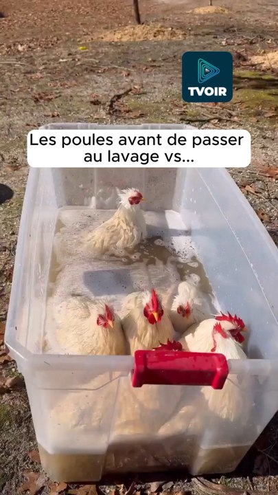 Les poules jaunissent très rapidement à force de courir partout ! 😁🐓