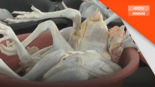 AKPS sita ayam sejuk beku guna sijil halal palsu