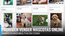 Venta de animales por internet: estas son las nuevas prohibiciones