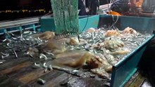 Jellyfish, The new Rulers of the Ocean (2026)