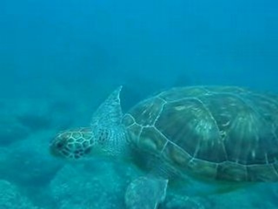 Tortuga
