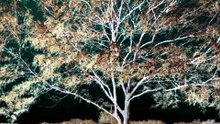 Stillness (2021)