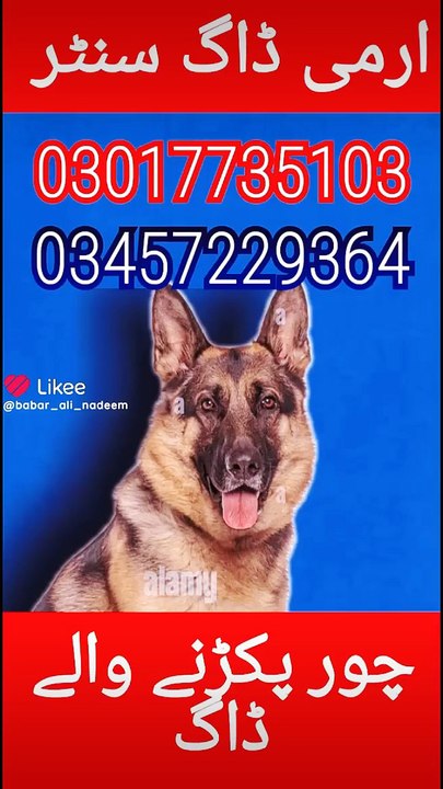 Army dog center 03017735103