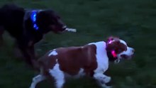 Pet LED Collar