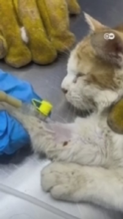 من القطط إلى الأسود.. طبيبة عراقية تتحدى الصور النمطية
