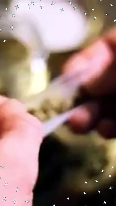 From Seed to Wellness – Discover Premium Hemp with Habit CBD