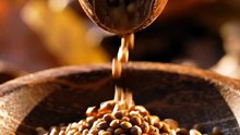Seeds Poured Through an Acorn Funnel 🌰🌱 Satisfying Flow Experiment