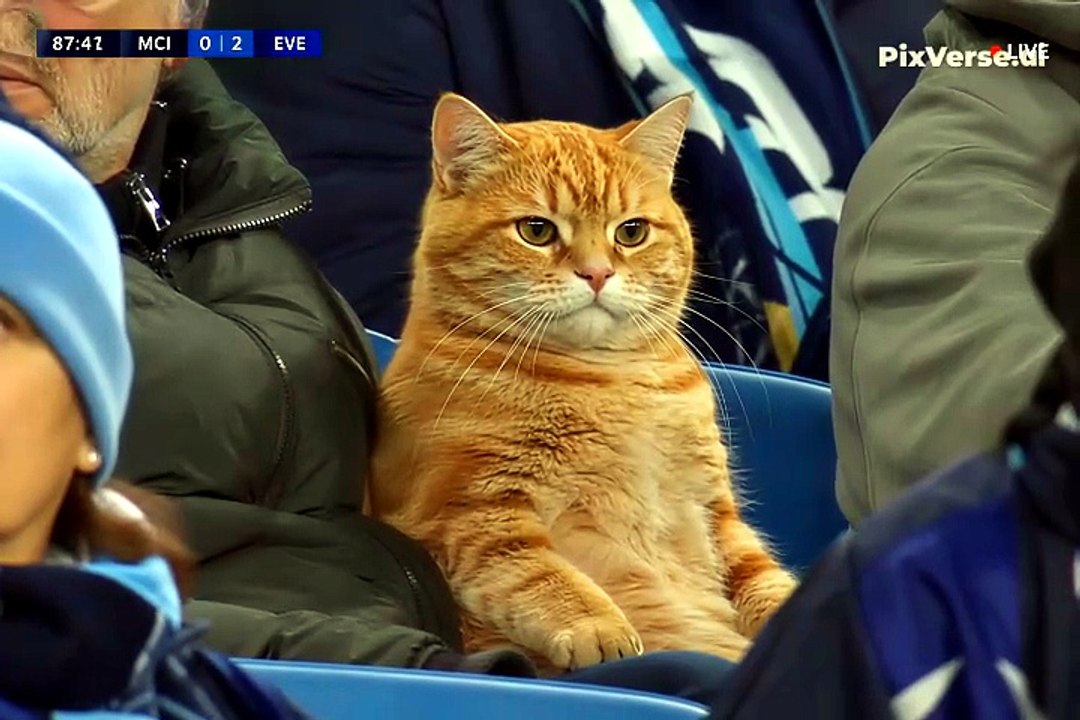chilling cat