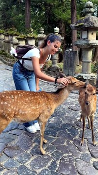 Visiter Nara: Biches sacrées, temples classés UNESCO et mochis incroyables | Solo Trip Japon #25