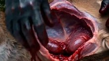 The Bride They Sold Away - Full Movie   Werewolf Romance, Omega Destiny, Fantasy Drama #ASM