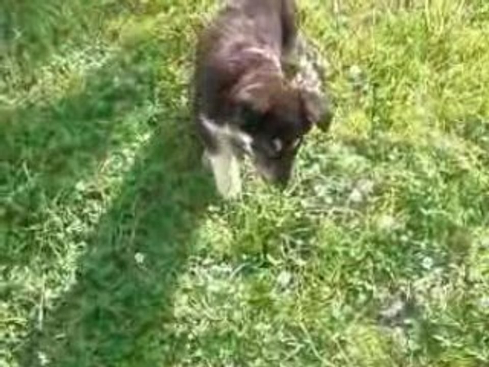 Belina