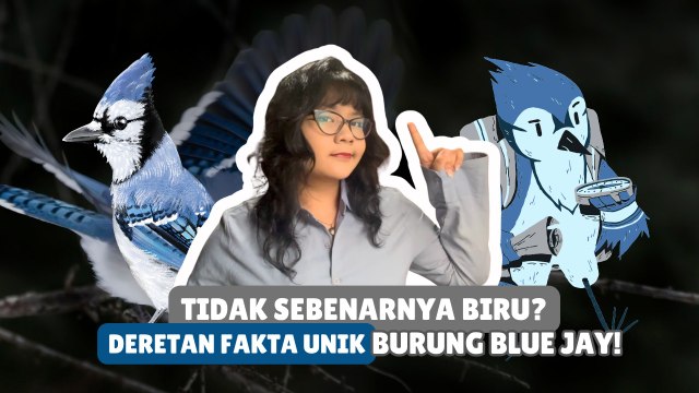 ​Tidak Sebenarnya Biru? Ini Fakta-Fakta Unik Burung Blue Jay-Serius Ini Hewan?