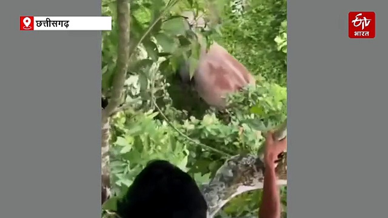 जीपीएम में ग्रामीणों की बड़ी लापरवाही, हाथियों को परेशान करते और पत्थर मारते नजर आए लोग