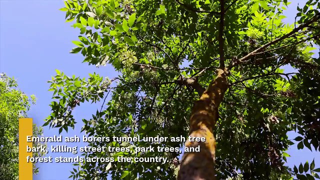 A closer look at how invasive species hit the U.S. economy