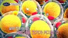 크래커 테스트로 알아보는 '살찌는 체질' 테스트! 뱃살이 찌는 이유를 찾아버렸다?!