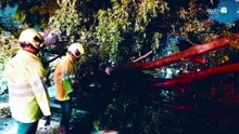 Cayeron 53 árboles tras la tormenta del fin de semana