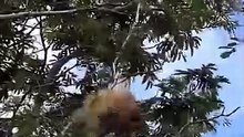 Nature survival fight Brave birds protecting their nest from snake 🐍