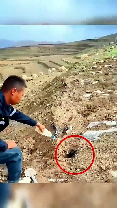 Rat-Catching Technique Used in China