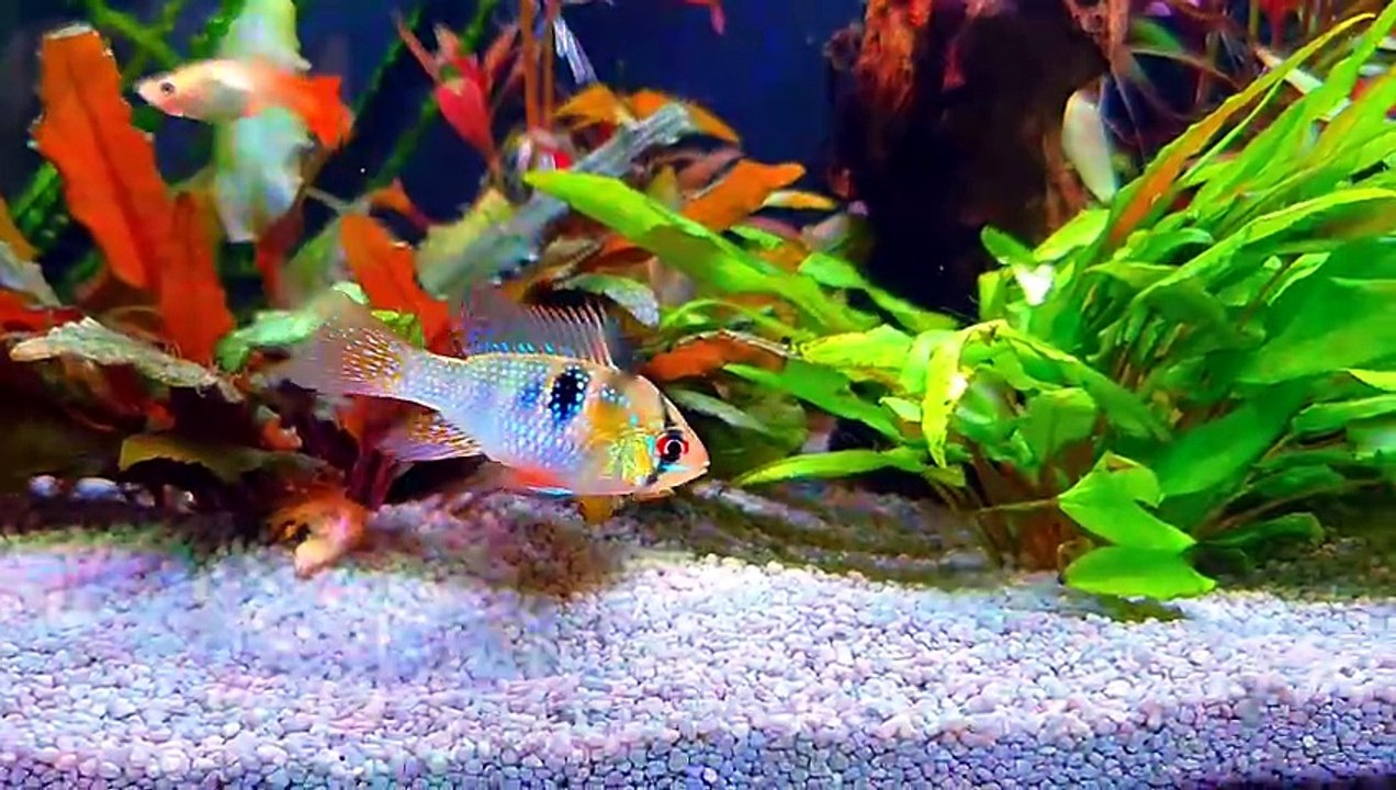 🔥 Lofi Music & EPIC Aquarium Views  1Hr Chill for Sleep, Study & Pets 🐟🌊 4K UHD Screensaver🎧_