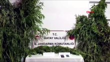 Hatay’da 148 kök Hint keneviri ele geçirildi