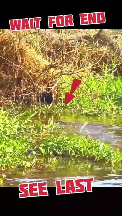 #animals #wildlife #trending #viral  #nature #shorts #ytshorts #youtubeshorts
