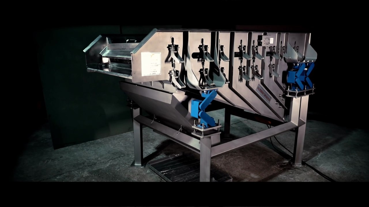 Potato Processing Line Equipment | Nubbin Grader Demo