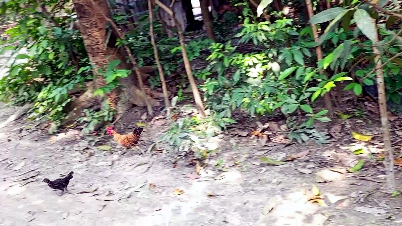 ছোট্ট বাচ্চা দুইটি আজ বড় হয়ে গেছে | দেশি মুরগি পালন পদ্ধতি | Chicken Farming Tips