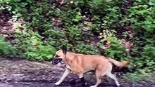 Matteo, le chien amputé qui suit un cheval… et parfois le devance !