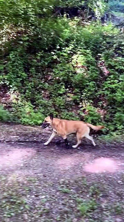 Matteo, le chien amputé qui suit un cheval… et parfois le devance !